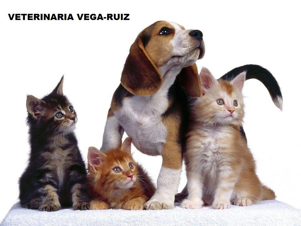 Veterinaria Vega-Ruiz